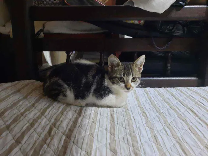 Gato raça S/D Vira Lata idade 2 a 6 meses nome Piti