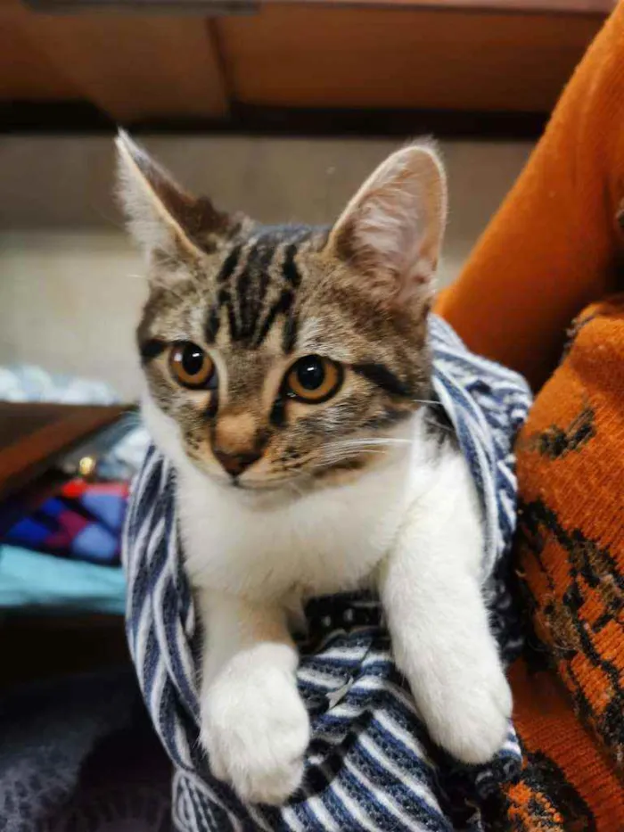 Gato raça S/D Vira Lata idade 2 a 6 meses nome Aladim