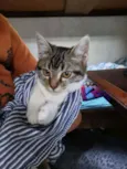 Gato raça S/D Vira Lata idade 2 a 6 meses nome Aladim