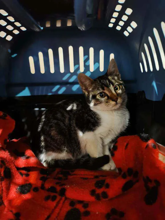 Gato raça S/D Vira Lata idade 2 a 6 meses nome Aladim