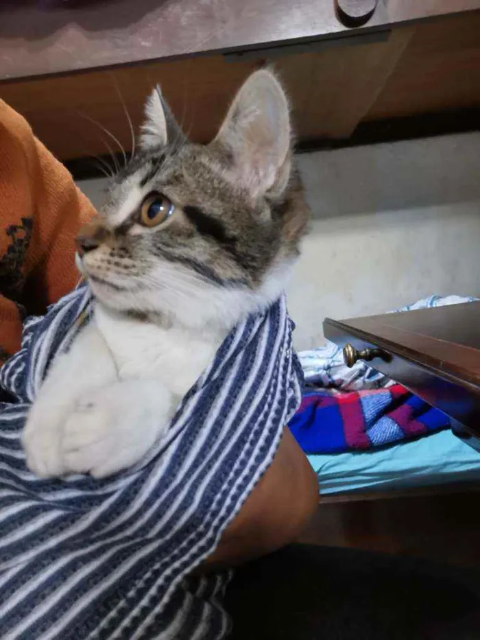 Gato raça S/D Vira Lata idade 2 a 6 meses nome Aladim