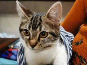 Gato raça S/D Vira Lata idade 2 a 6 meses nome Aladim