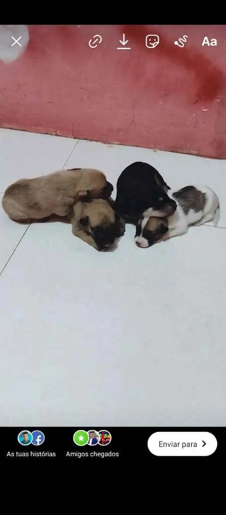 Cachorro raça Virá lata idade Abaixo de 2 meses nome Sem nome