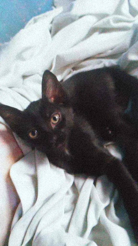 Gato raça  idade 2 a 6 meses nome Lua