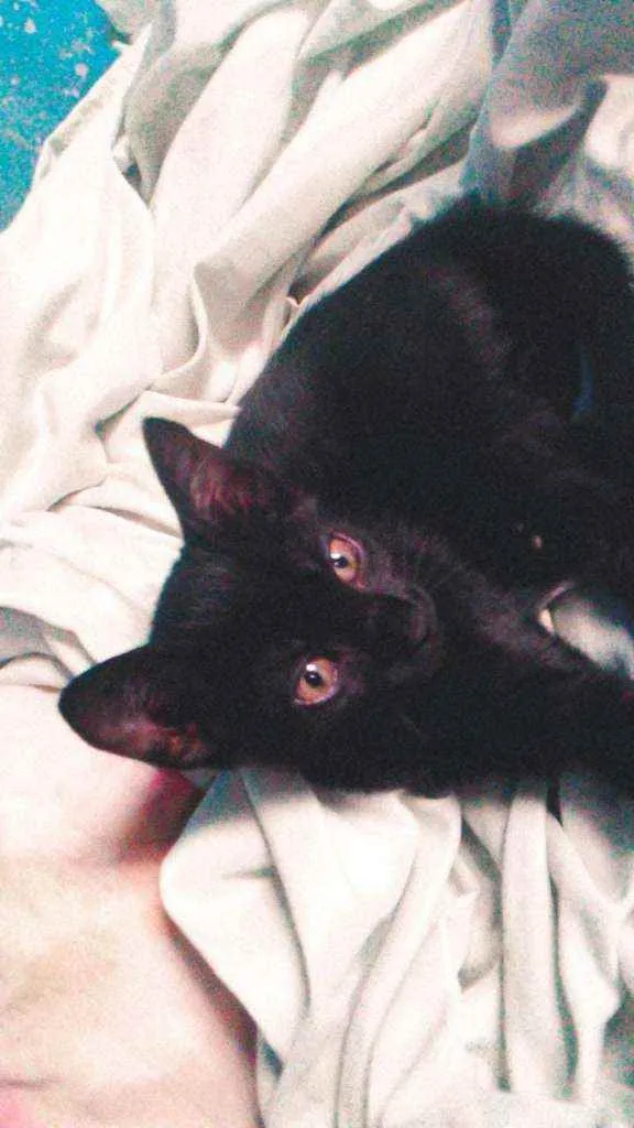 Gato raça  idade 2 a 6 meses nome Lua