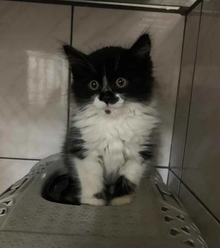 Gato raça SRD idade Abaixo de 2 meses nome Frajola 