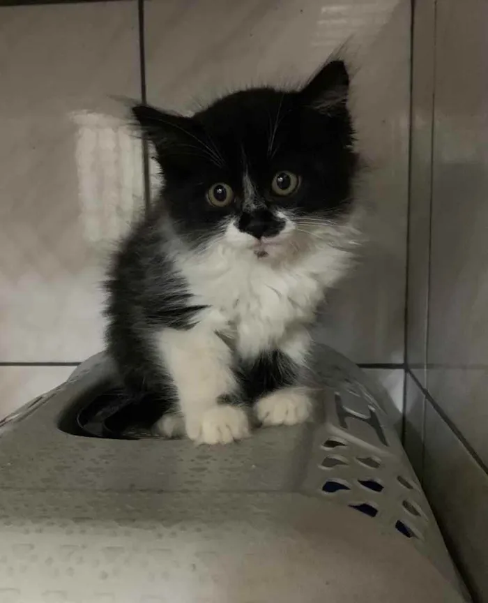 Gato raça SRD idade Abaixo de 2 meses nome Frajola 