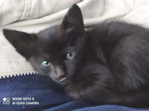 Gato raça Comum idade Abaixo de 2 meses nome Gatinhos