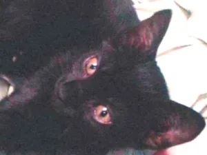 Gato raça  idade 2 a 6 meses nome Lua