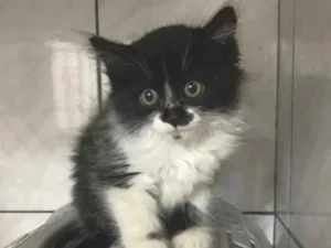 Gato raça SRD idade Abaixo de 2 meses nome Frajola 