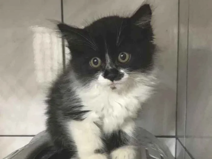 Gato raça SRD idade Abaixo de 2 meses nome Frajola 