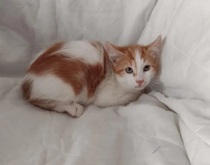 Gato ra a SRD-ViraLata idade 2 a 6 meses nome HENRY