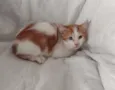 HENRY