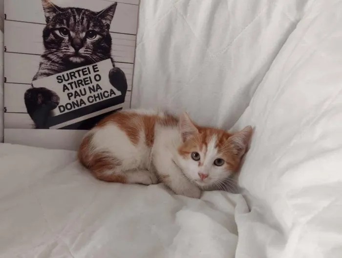 Gato ra a SRD-ViraLata idade 2 a 6 meses nome HENRY