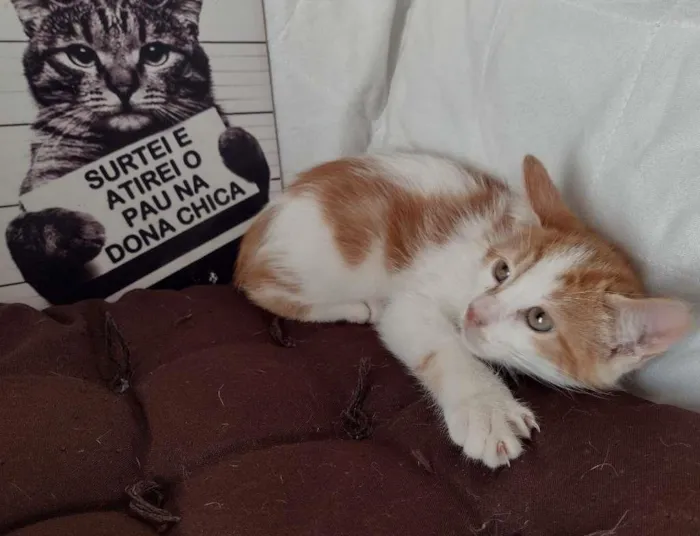 Gato ra a SRD-ViraLata idade 2 a 6 meses nome HENRY