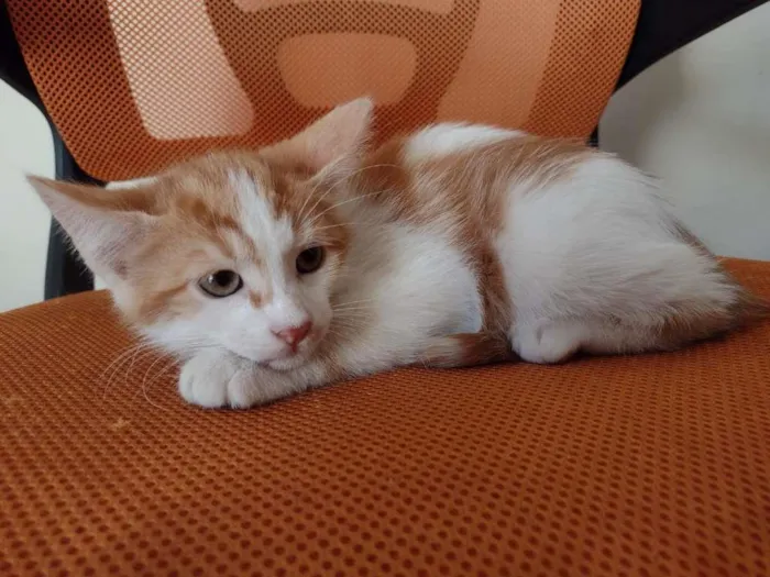 Gato ra a SRD-ViraLata idade 2 a 6 meses nome HENRY