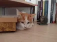 HENRY