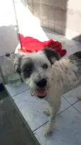 Bellinha