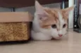 HENRY