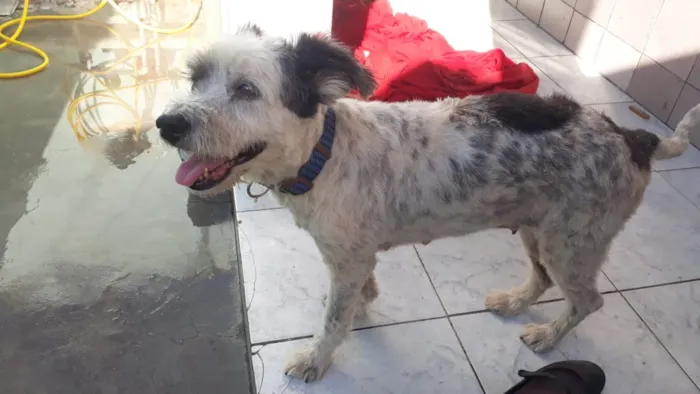 Cachorro ra a misto de poodle idade 3 anos nome Bellinha
