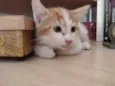 HENRY