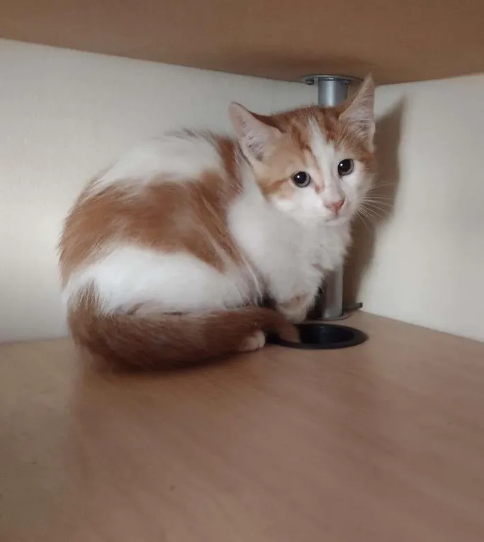Gato ra a SRD-ViraLata idade 2 a 6 meses nome HENRY