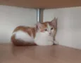 HENRY