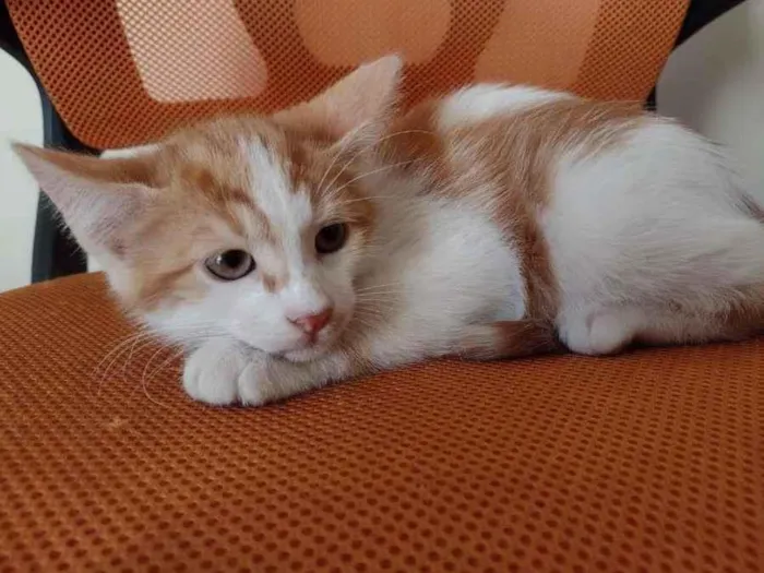 Gato ra a SRD-ViraLata idade 2 a 6 meses nome HENRY
