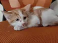 HENRY