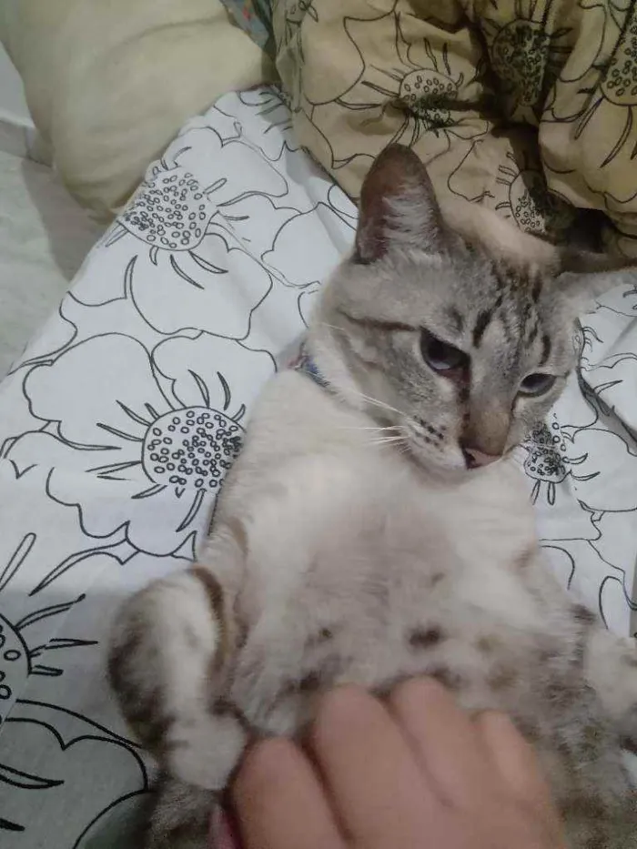 Cachorro raça  idade 4 anos nome Saphira