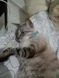 Saphira