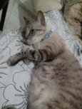 Saphira