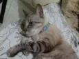 Saphira