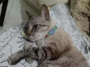Cachorro raça  idade 4 anos nome Saphira
