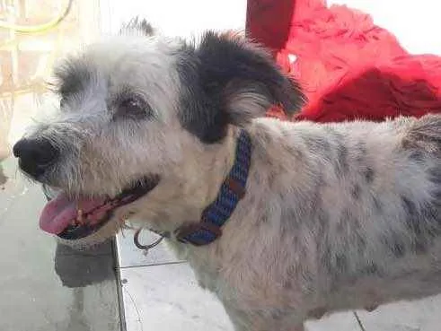 Cachorro ra a misto de poodle idade 3 anos nome Bellinha