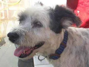Cachorro raça misto de poodle idade 3 anos nome Bellinha