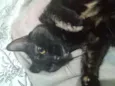 Arya 