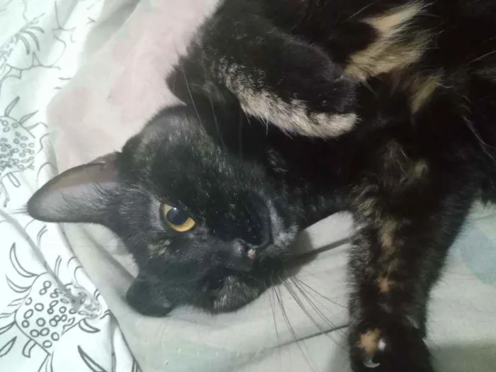 Gato raça  idade 3 anos nome Arya 