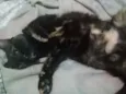 Arya 
