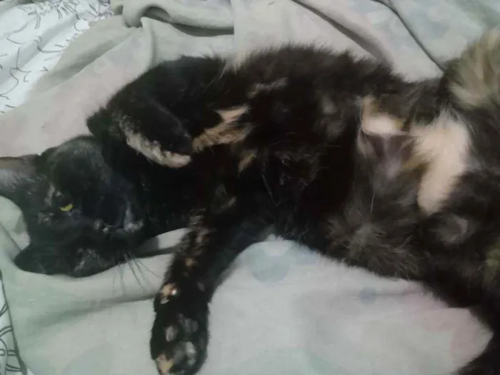 Gato raça  idade 3 anos nome Arya 
