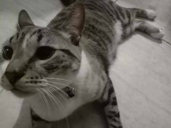 Gato raça  idade 1 ano nome Sasuke