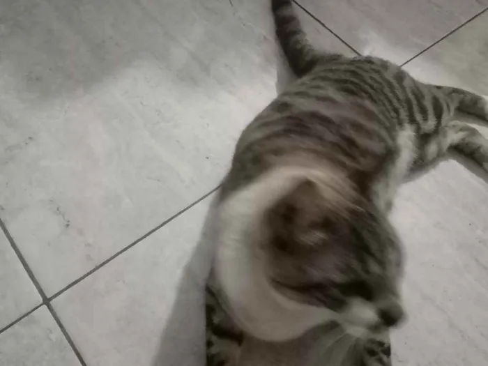 Gato raça  idade 1 ano nome Sasuke