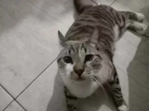 Gato raça  idade 1 ano nome Sasuke