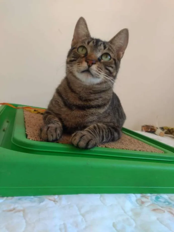Gato raça SRD-ViraLata idade 2 anos nome Violet