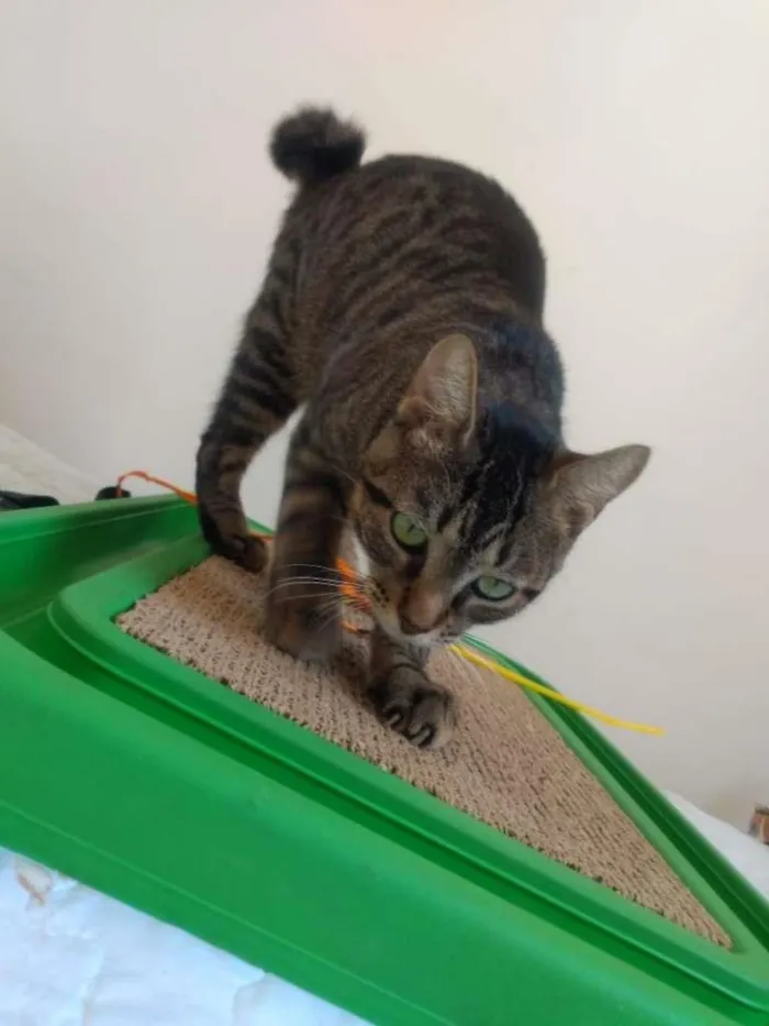 Gato raça SRD-ViraLata idade 2 anos nome Violet