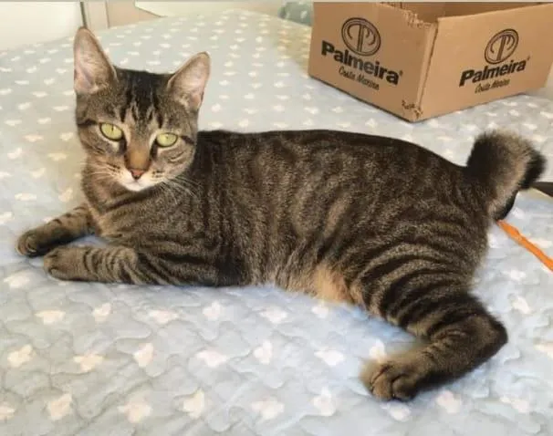 Gato raça SRD-ViraLata idade 2 anos nome Violet
