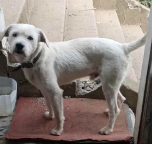 Cachorro raça Srd idade 7 a 11 meses nome Neve um fofo 
