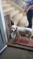 Cachorro raça Srd idade 7 a 11 meses nome Neve um fofo 