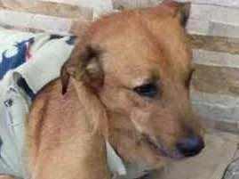 Cachorro raça Srd idade 1 ano nome Dudu lindo demais 