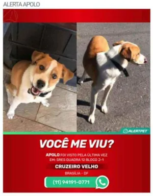 Cachorro raça SRD idade 7 a 11 meses nome Apolo